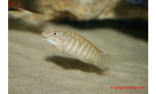 Eretmodus Kapampa